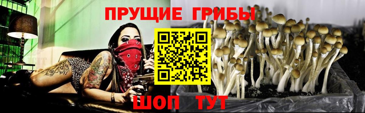 Псилоцибиновые грибы прущие грибы Белая Калитва